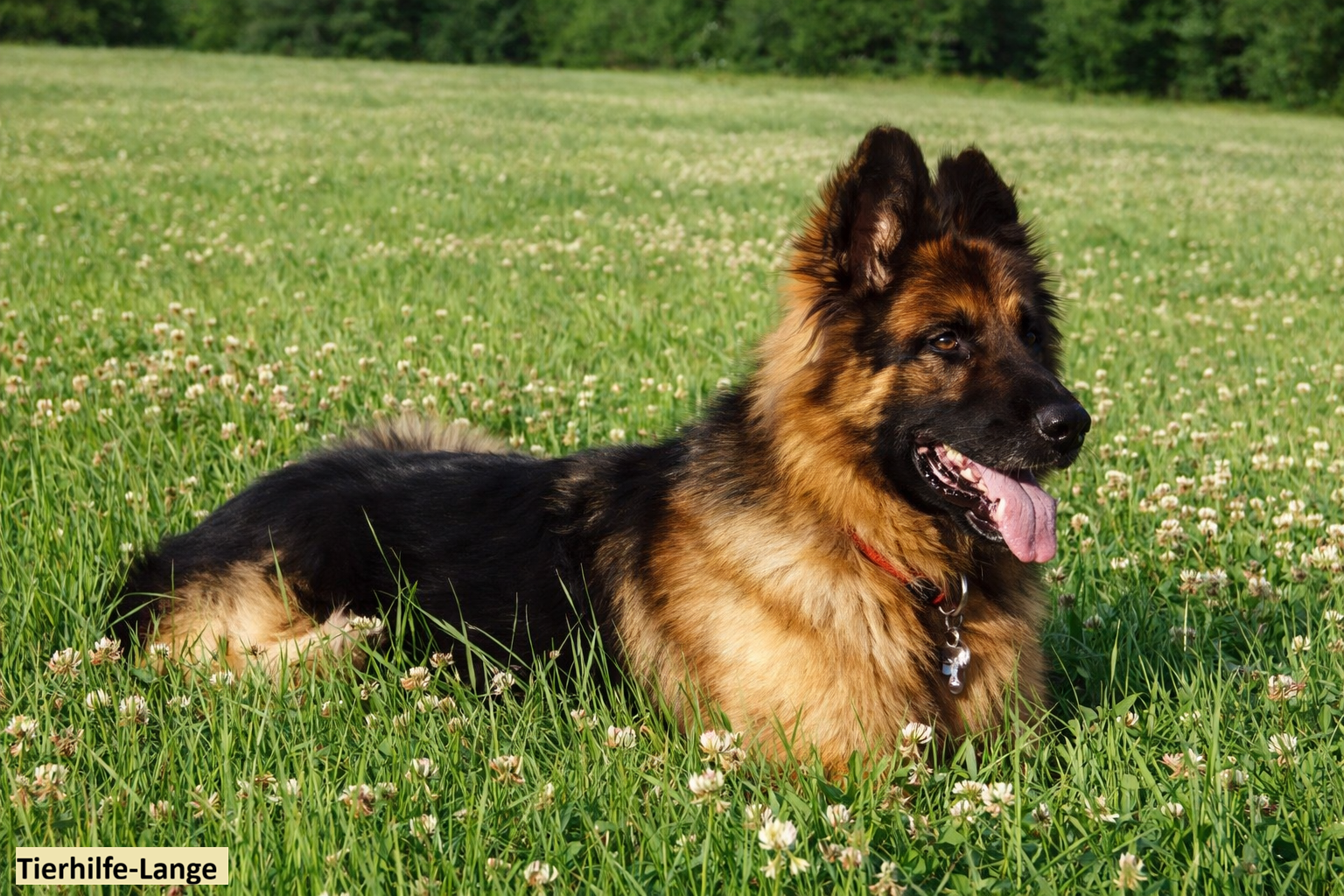 Tierhilfe-Lange