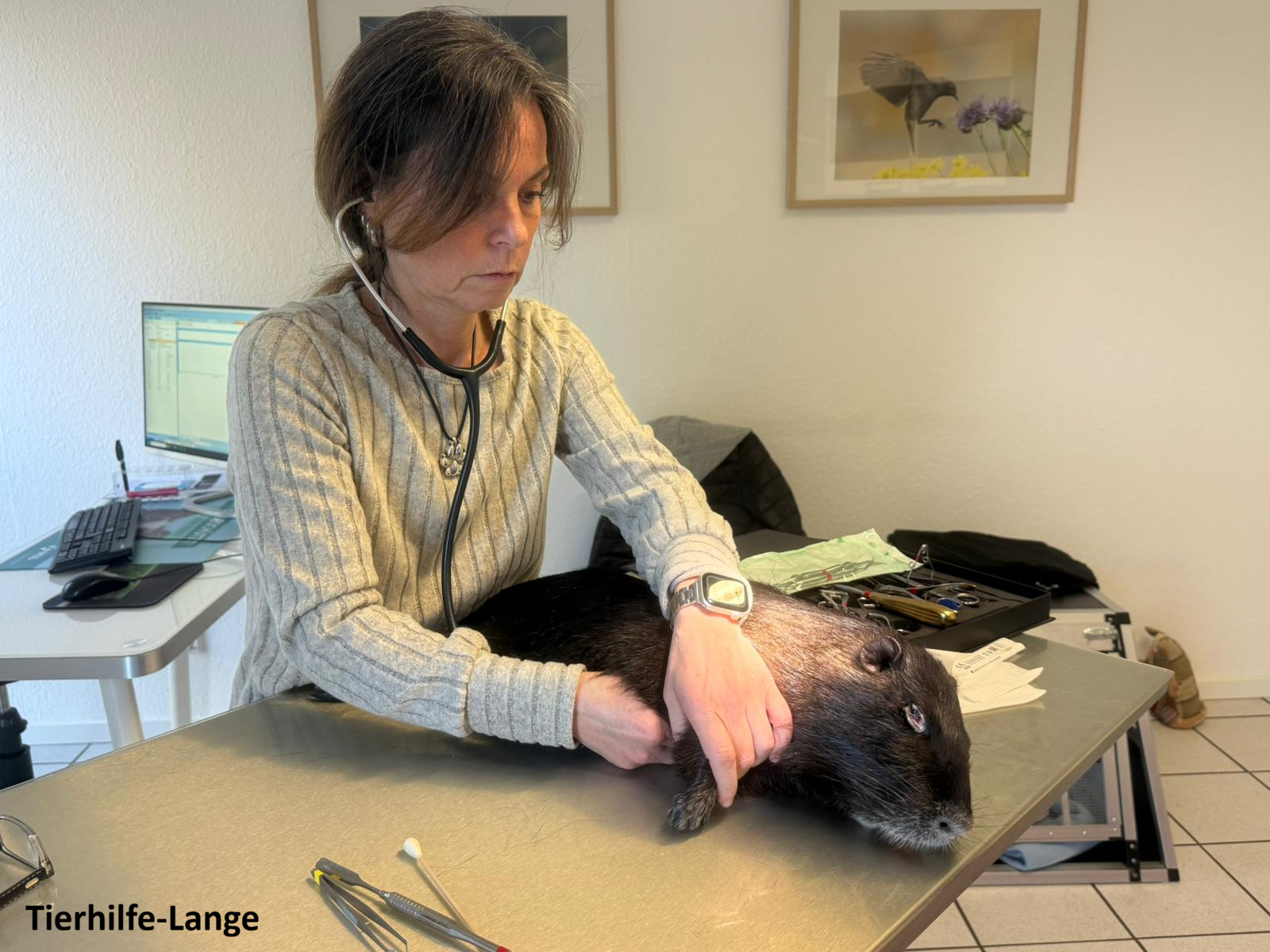 Tierhilfe-Lange