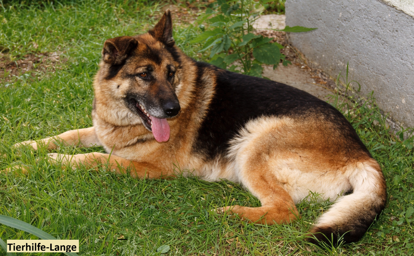 Tierhilfe-Lange