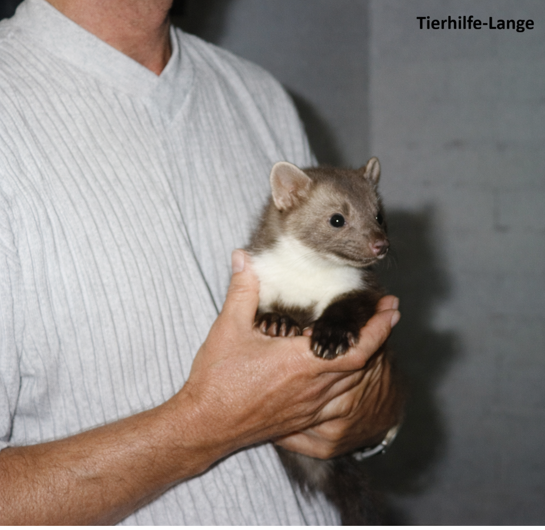 Tierhilfe-Lange